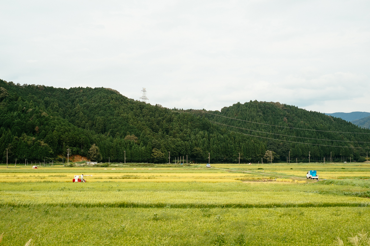 田圃