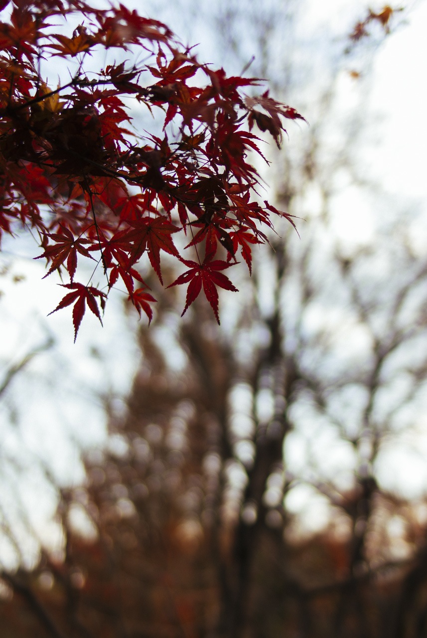 colored leaves