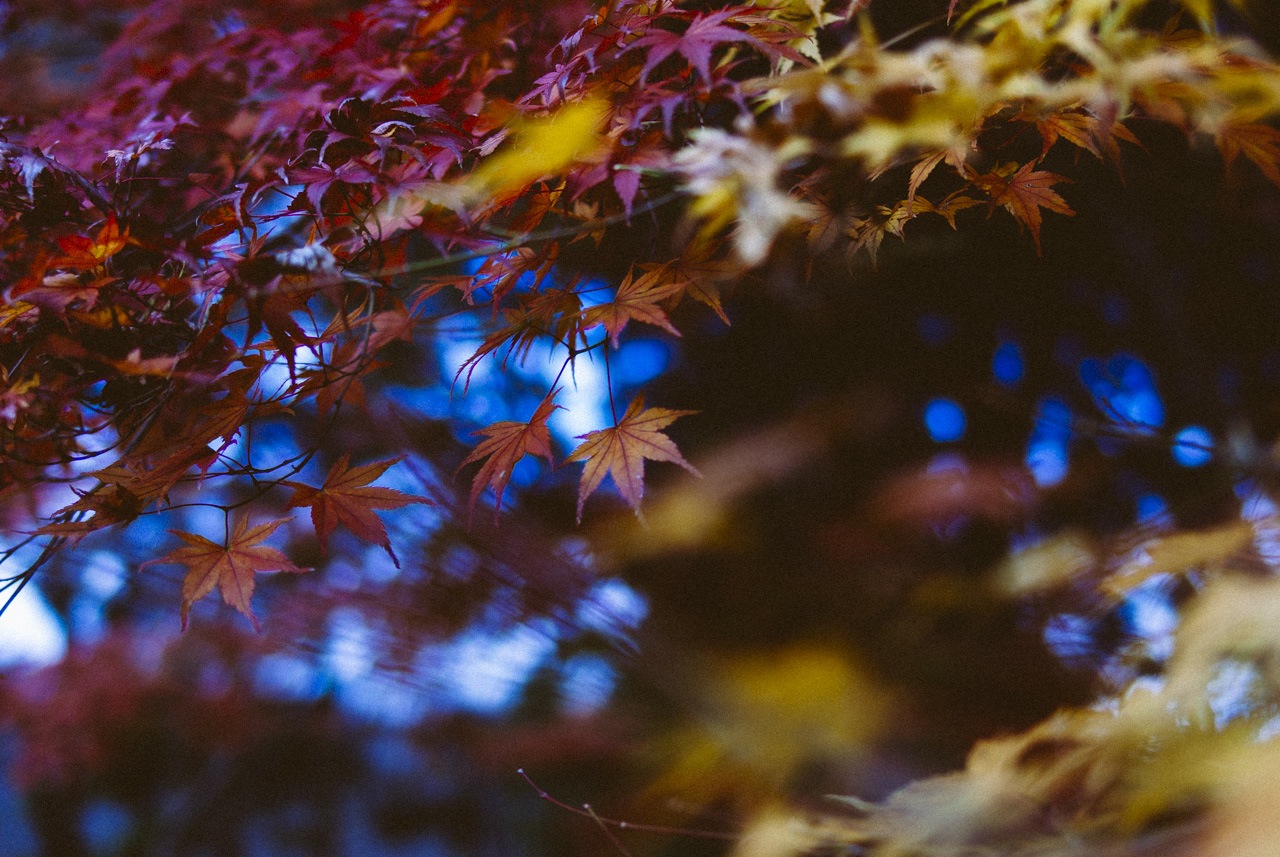 colored leaves
