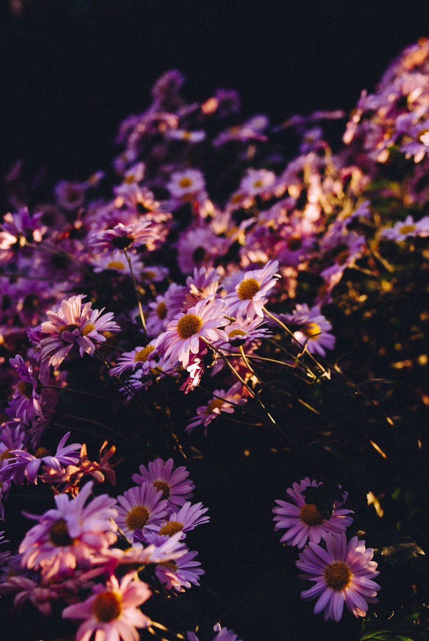 cosmos
