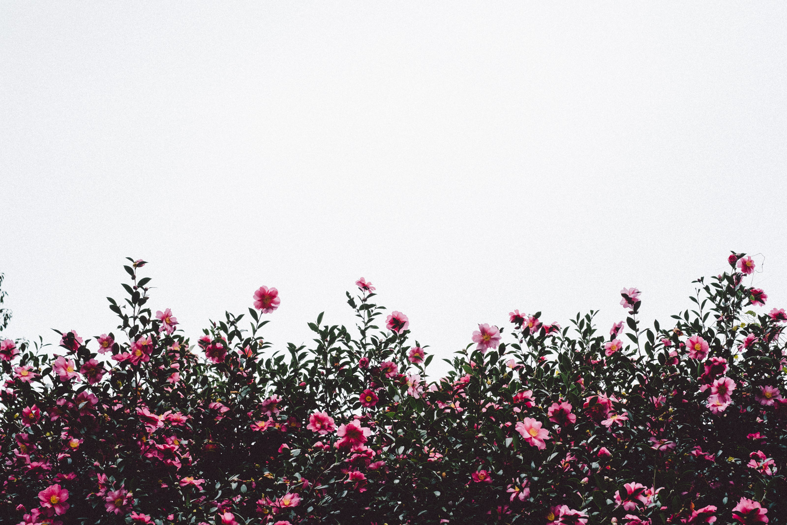 山茶花