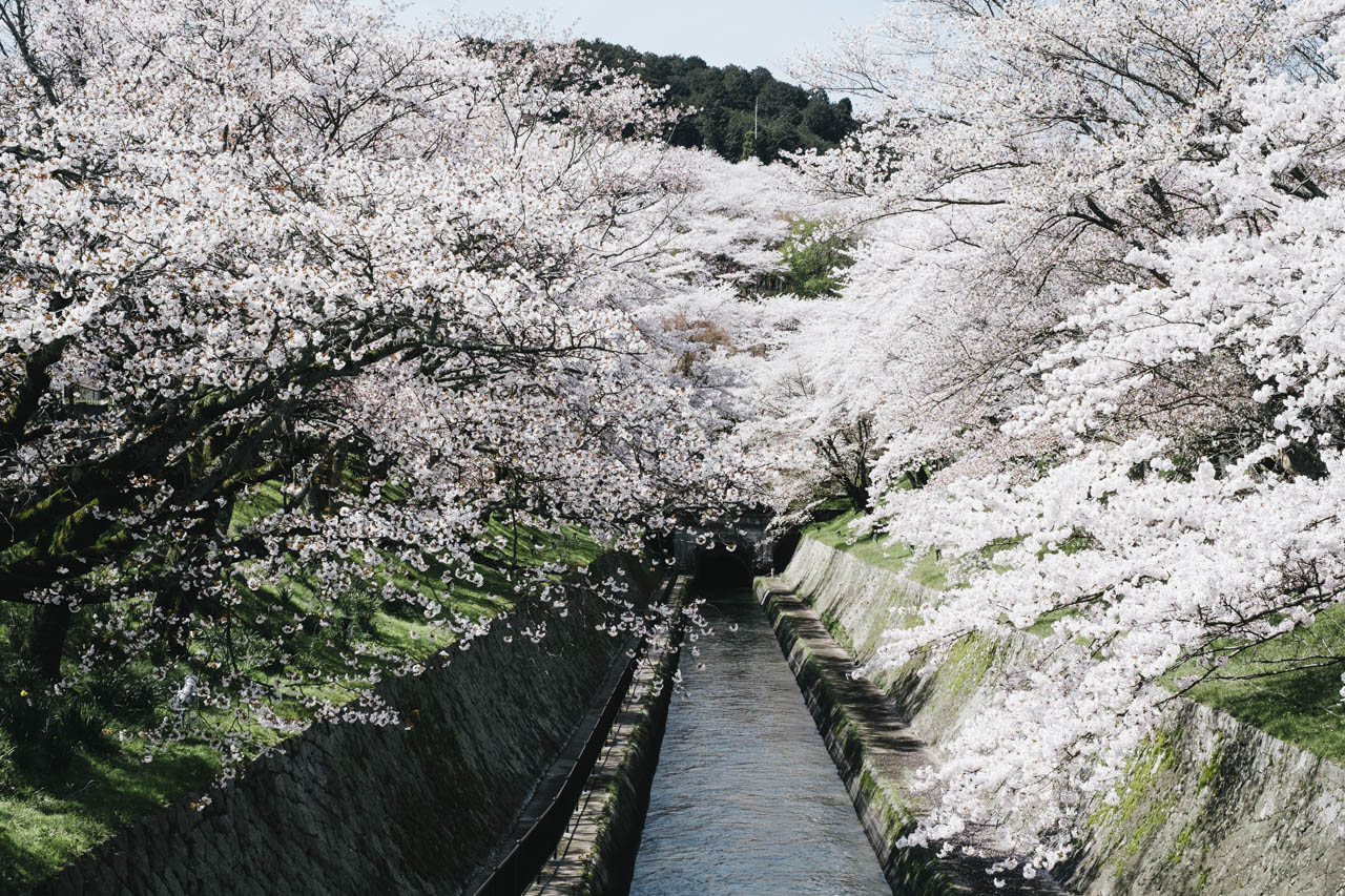 琵琶湖疎水 春