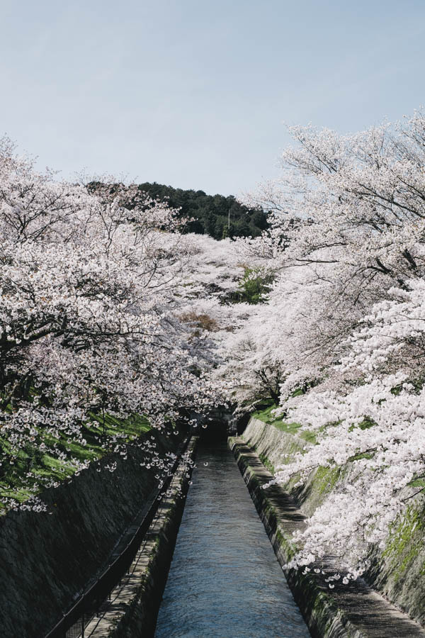 琵琶湖疎水 春