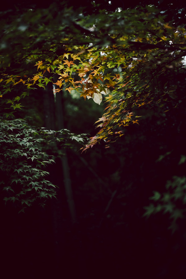 紅葉