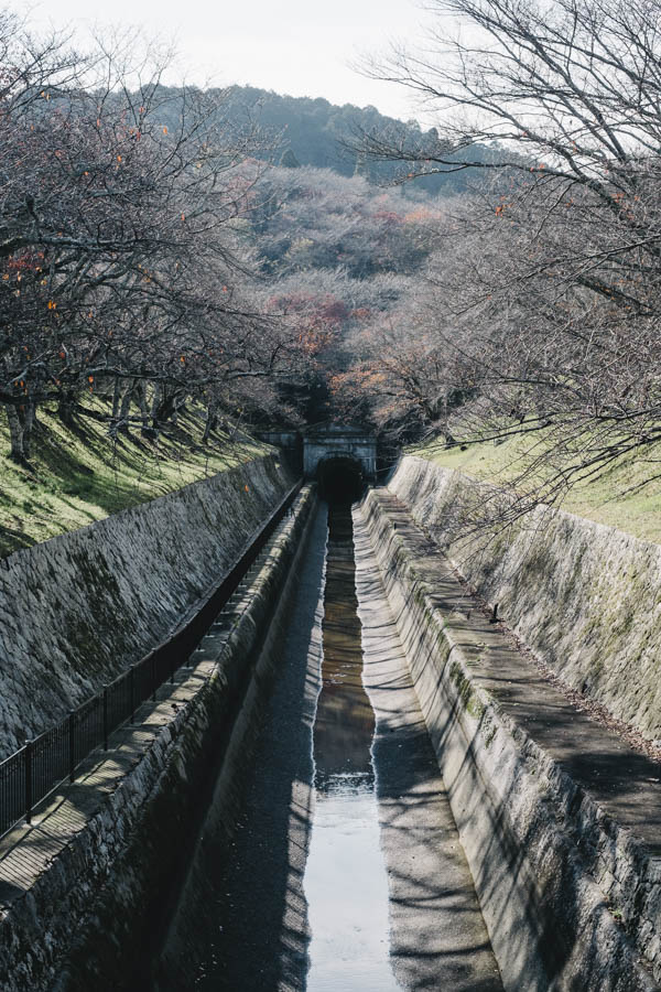 琵琶湖疎水 冬