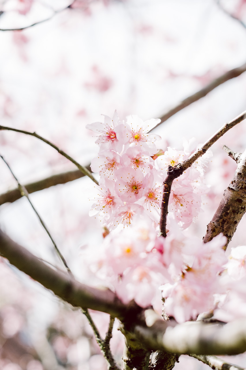 初御代桜