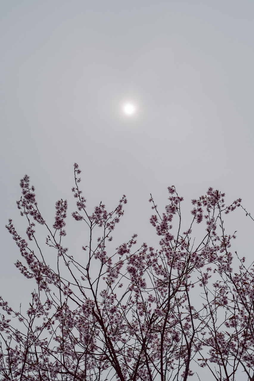初御代桜