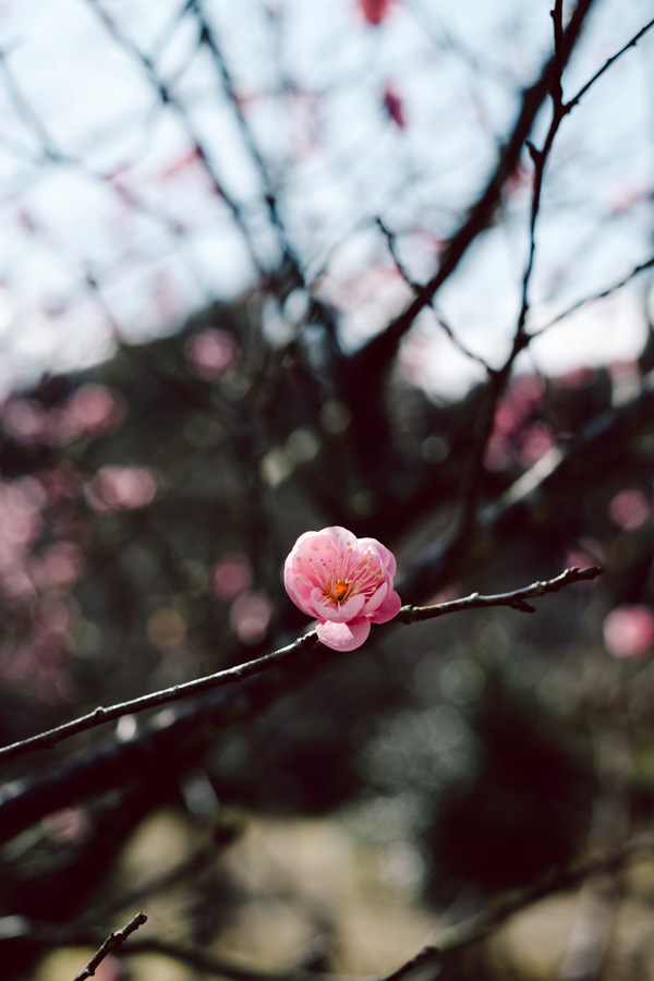 紅梅