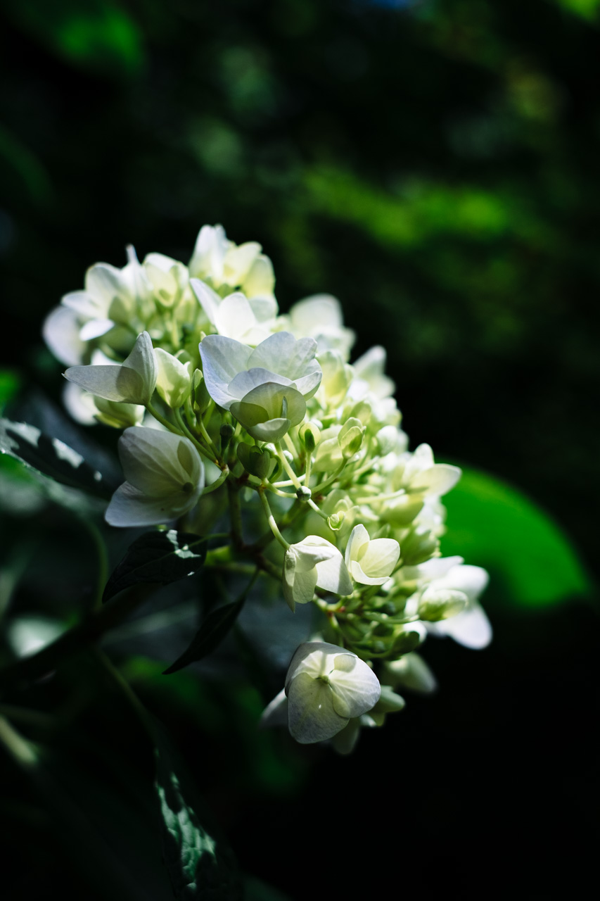 hydrangea