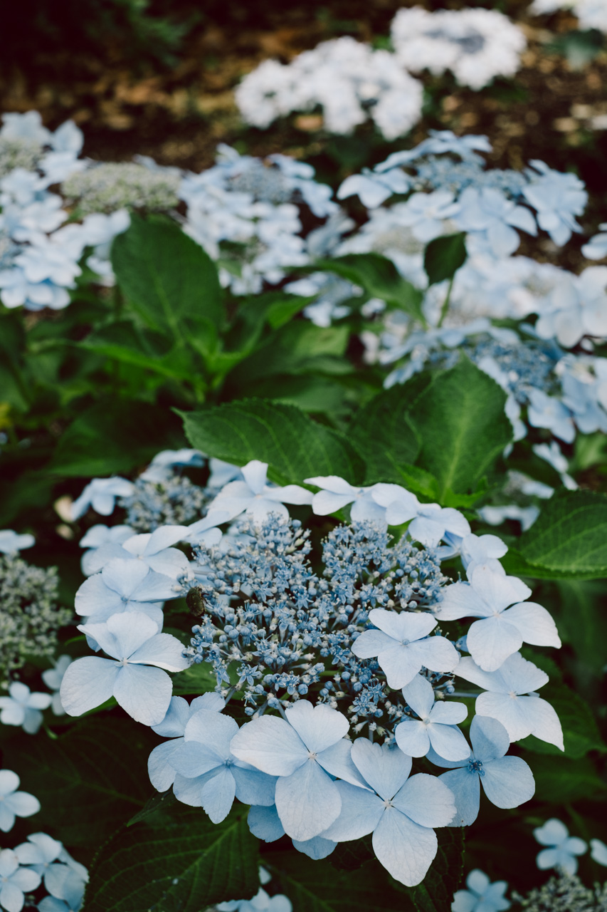 hydrangea