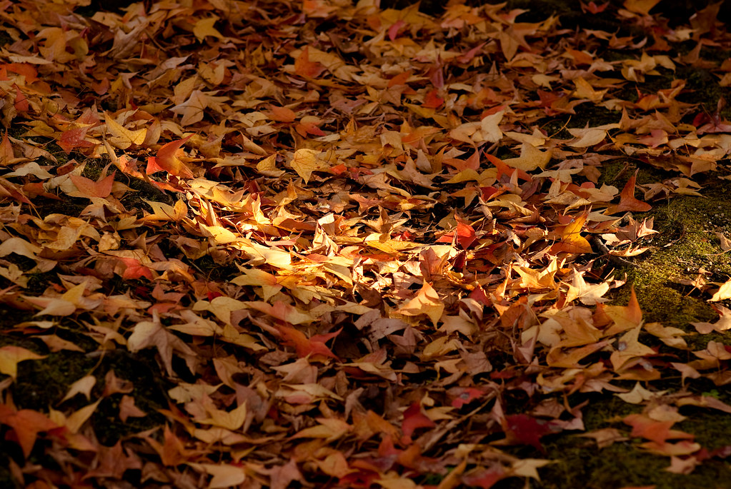 fallen leaves