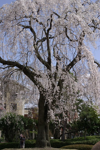 しだれ桜
