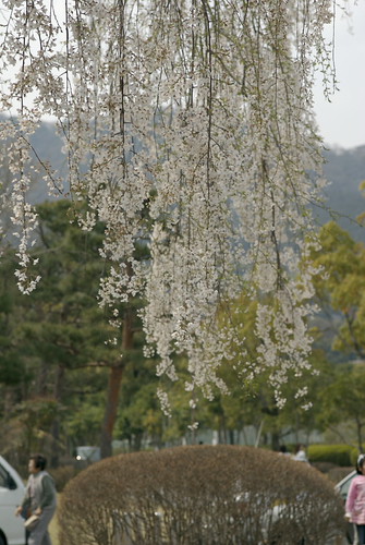 しだれ桜