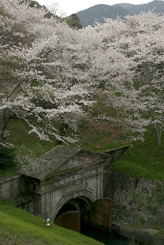 琵琶湖疏水の桜