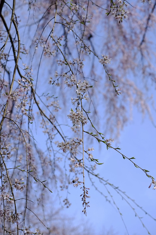 しだれ桜