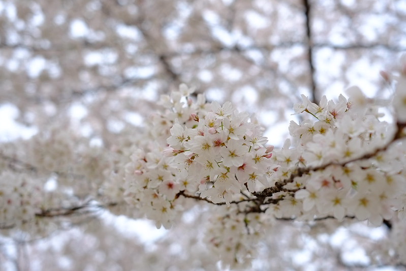大阪の桜