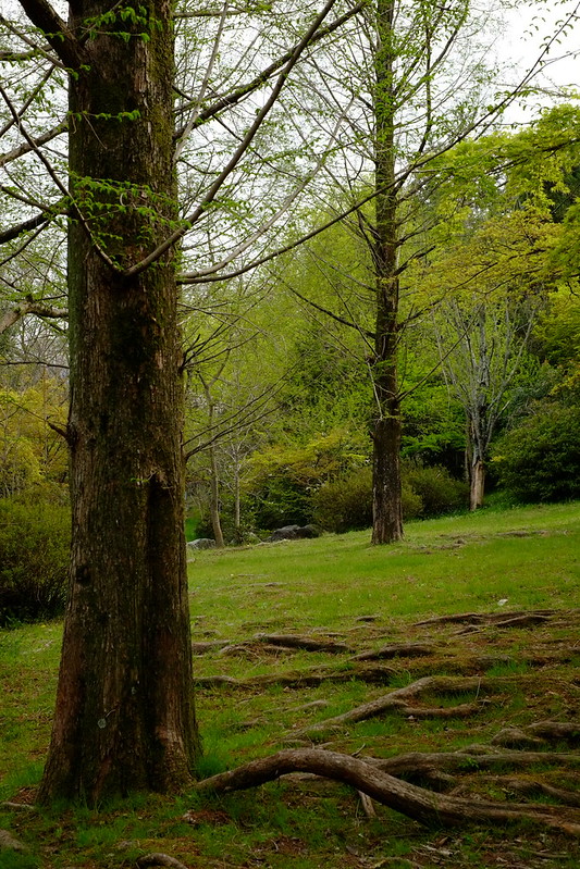 皇子が丘公園