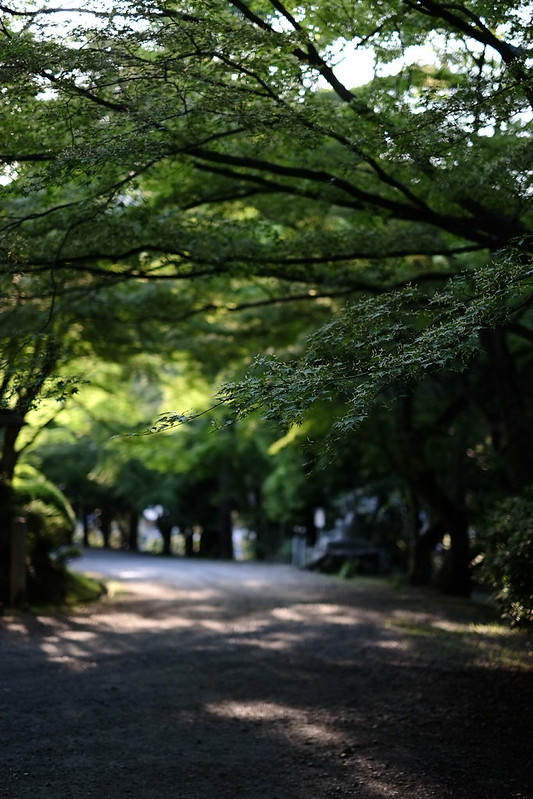 三井寺の緑