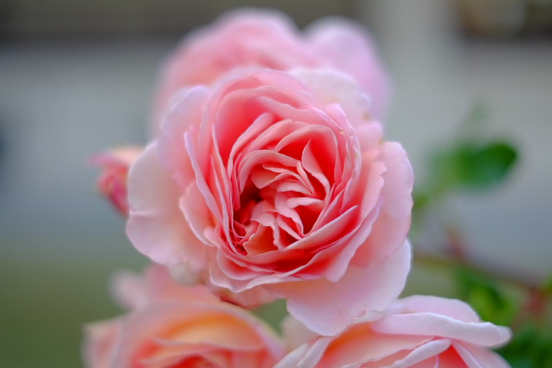 薔薇