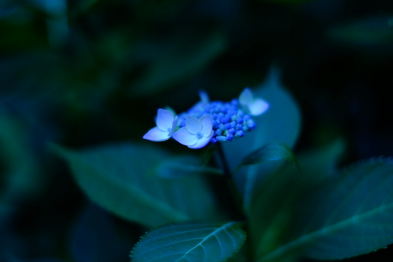 紫陽花