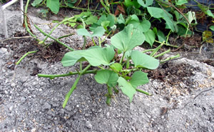 芋掘り1株