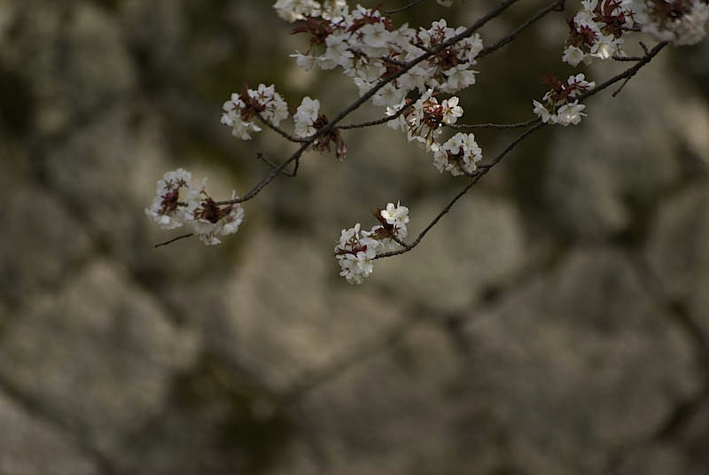 琵琶湖疎水の桜