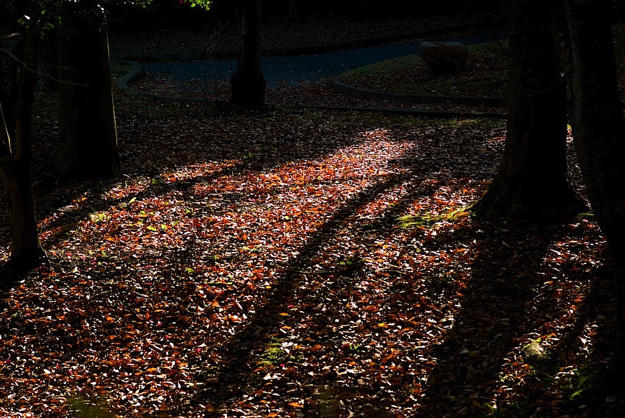20081126-IMGP2927.jpg