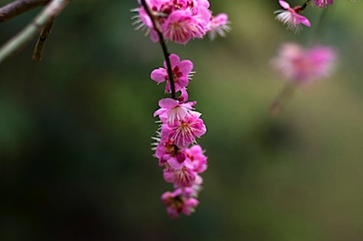 皇子山公園の梅