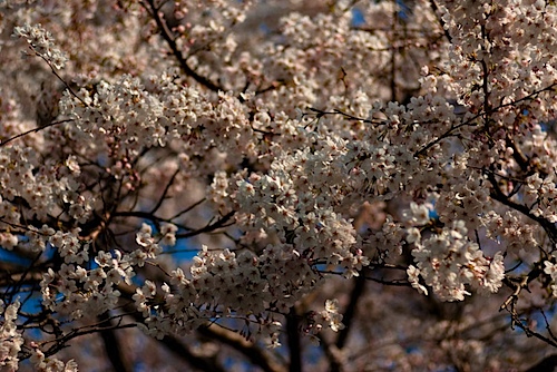 皇子山公園の桜