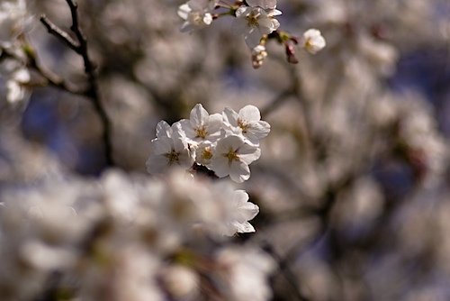 琵琶湖疎水の桜