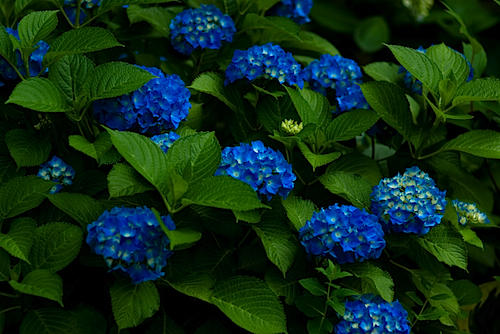 紫陽花