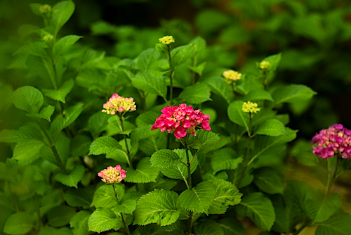 紫陽花