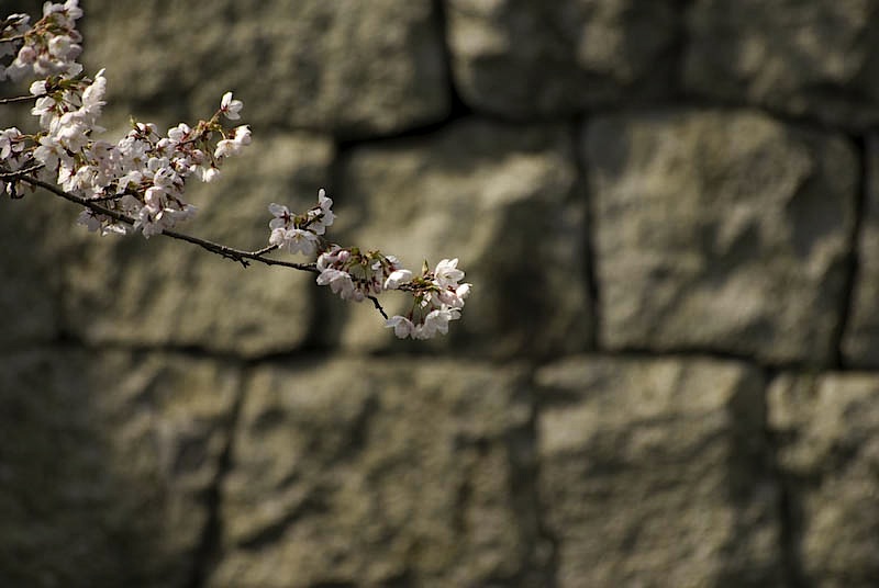 琵琶湖疎水の桜