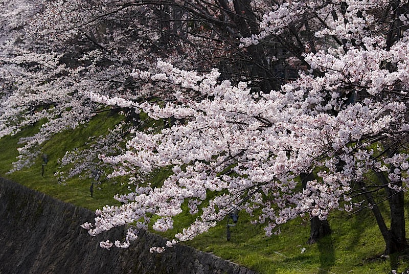 琵琶湖疎水の桜