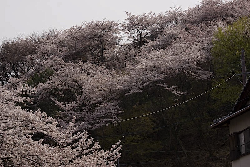 三井寺の桜