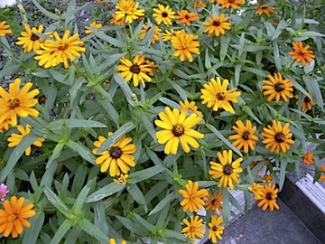 ひとつの種類の花にも色がある