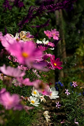 近所の花壇