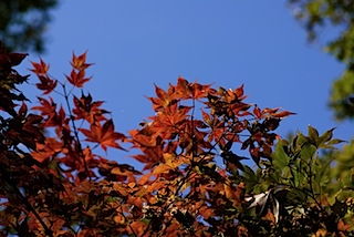 皇子山公園の紅葉