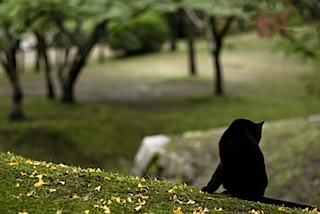 皇子山公園の黒猫
