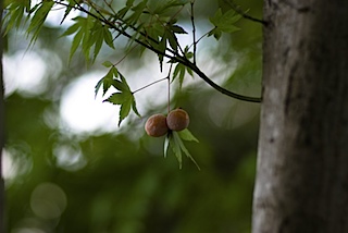 皇子山公園