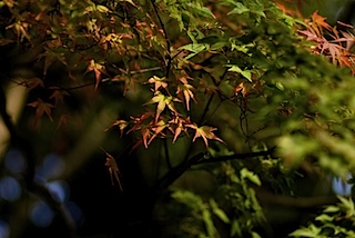 皇子山公園の紅葉