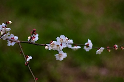 皇子山公園の白梅