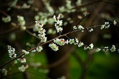 皇子山公園の梅
