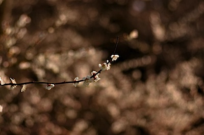 皇子山公園の梅