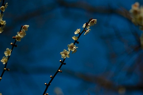 皇子山公園の梅