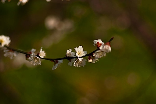 皇子山公園の梅