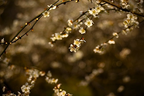 皇子山公園の梅