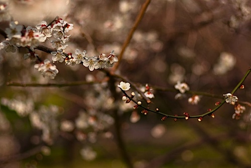 皇子山公園の梅