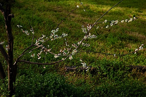 皇子山公園の梅