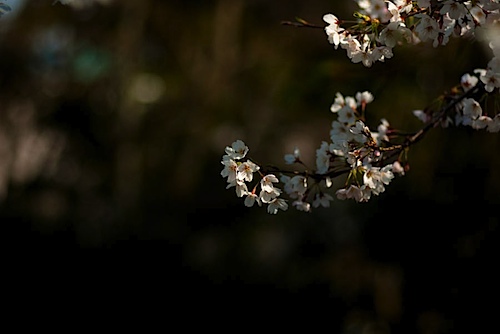 皇子山公園の桜